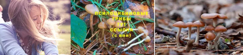 KRAKEN вход  Майский  Галлюциногенные грибы Psilocybe 